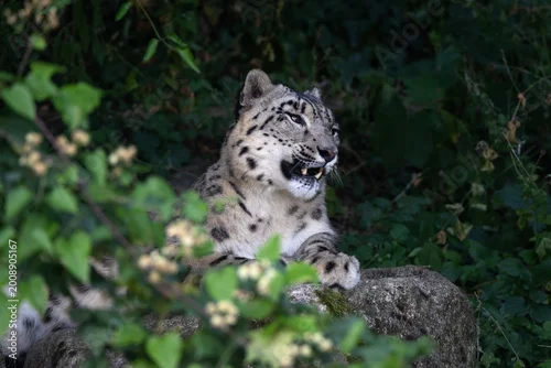 Fototapeta na wymiar Snow leopard