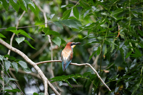 Photos Northern carmine bee-eater
