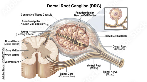 Dorsal root ganglion anatomical illustration showing cross‑section of spinal cord gray and white matter with sensory neuron cell bodies, axons, satellite glial cells and connective tissue capsule form