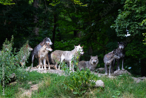 Принти на полотні eastern timber wolf