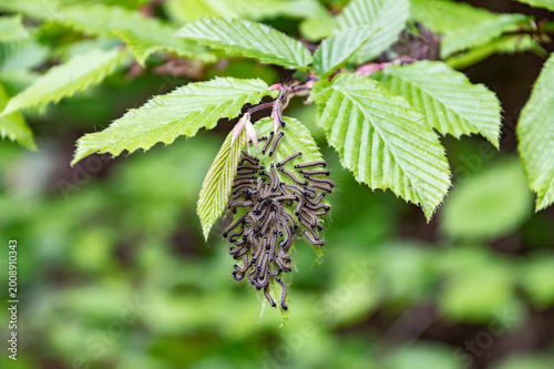 Caterpillar Infestation on Hazel Leaf Close Up – Cluster of Small Larvae in Nature