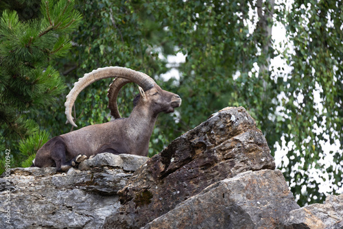 Ibex