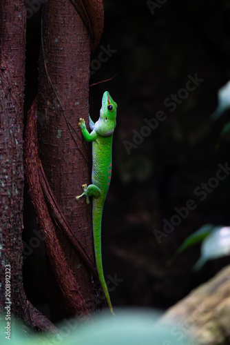 Madagascar day gecko
