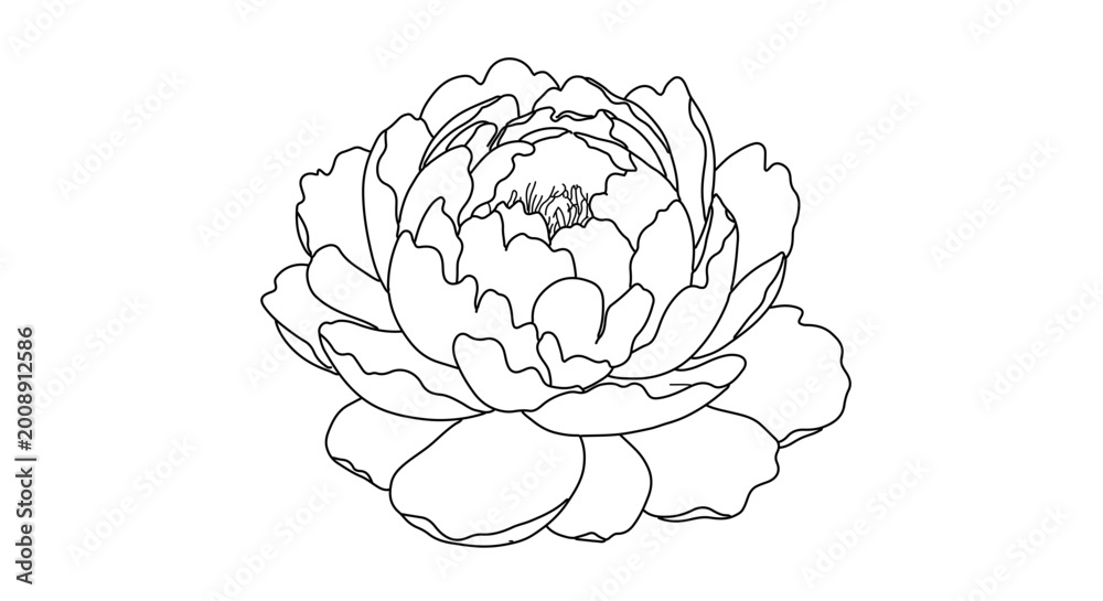 Obraz premium Hand drawn peony flower line art illustration