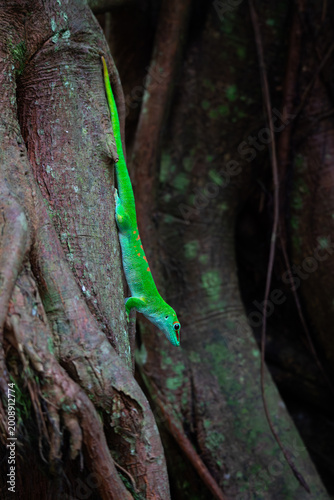 Madagascar day gecko