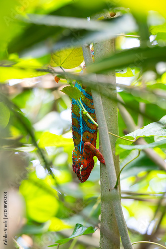 panther chameleon