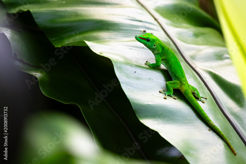 Madagascar day gecko