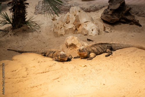 exuma rock iguana