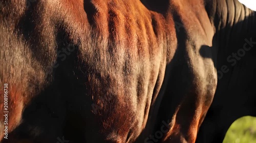 close-up of brown horse muzzle with soft sunlight highlighting natural textures and fur details