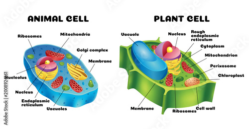 Cellular Anatomy: An educational illustration, presenting detailed diagrams of animal and plant cells, their respective organelles, and unique characteristics.