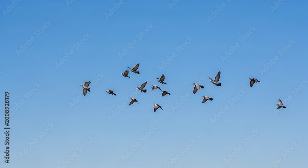 Obraz premium Flock of birds soaring against a clear blue sky daytime aerial view