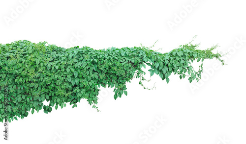 Green ivy Vine Plant Isolated on png Background, Fresh organic green grass and spring foliage are isolated on a white background as a natural herbal plant for healthy botany design, 