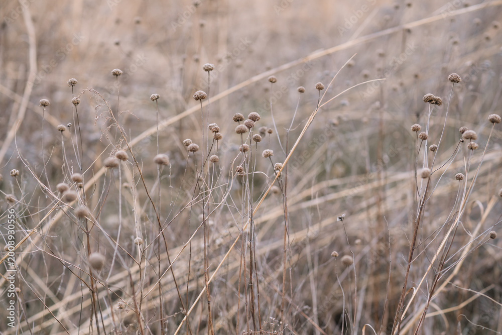 Obraz premium Golden Hour Wildflowers in Soft Focus Meadow 