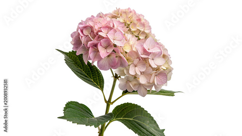 Fotografie Beautiful soft pink hydrangea flower head in full bloom for floral decoration an