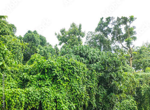 Lush Green Foliage and Trees in a Tropical Forest, A beautiful green tree stands under a blue sky in a lush summer forest landscape where vibrant leaves and grass thrive in the bright day park