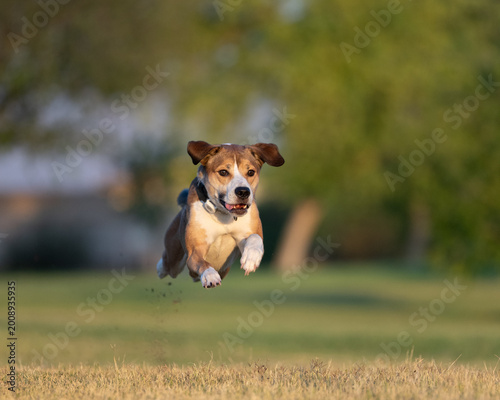 Foto Mixed breed dog running into the sunlight