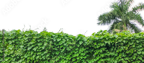 Green Smooth Luffa tree with a palm tree against a white sky, Fresh green organic grass and lush plant foliage create a natural texture against a white wall in this summer garden field