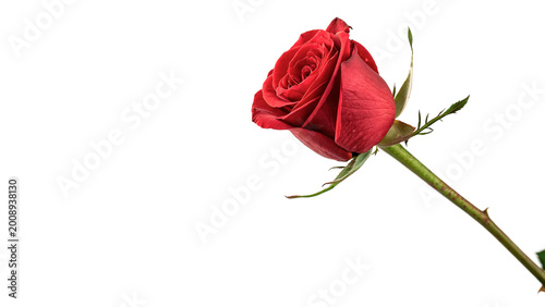 Single beautiful red rose flower with a long green stem and soft petals for romantic gifts isolated on transparent background cut out