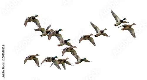 A flock of mallard ducks flying in formation against a solid black background, showing wings spread and various flight postures of wild birds