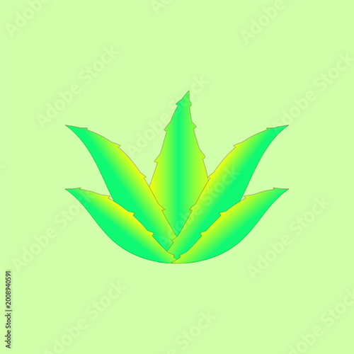Aloe vera plant graphic vector illustration asset design