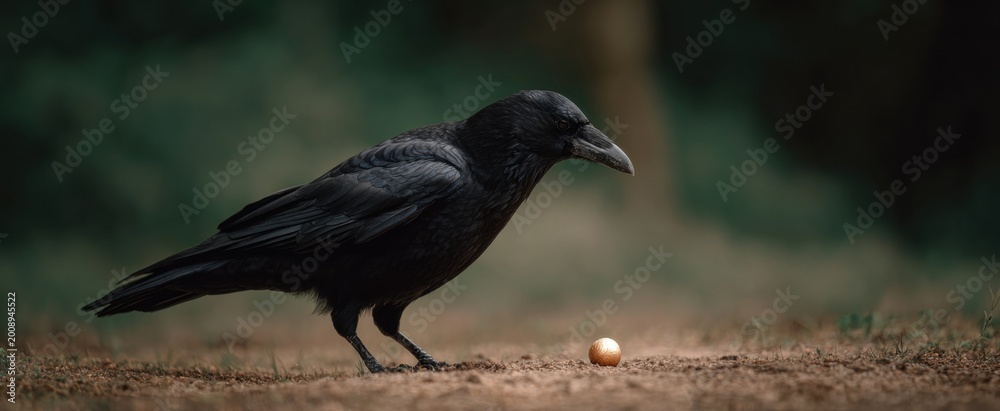 Fototapeta premium The crow swoops like a pirate hunting a shiny object on the ground