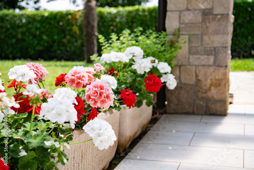 Flowerbed with red and white geraniums in the garden, mediterranean garden