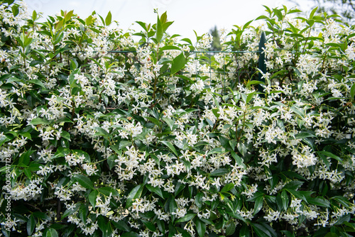White Jasmine Flowers Blooming on Green Hedge Fence in Garden 