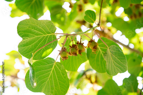 Kiwi fruits on the tree in the garden, stock photo