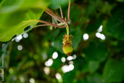 Kiwi fruit on the tree in the garden with green background