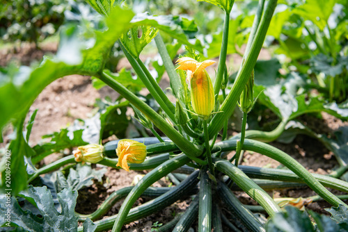 Cucurbita pepo, Zucchini growing in the vegetable garden. Zucchini close up, natural light