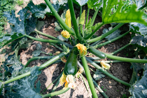 Cucurbita pepo, Zucchini growing in the vegetable garden. Zucchini close up, natural light