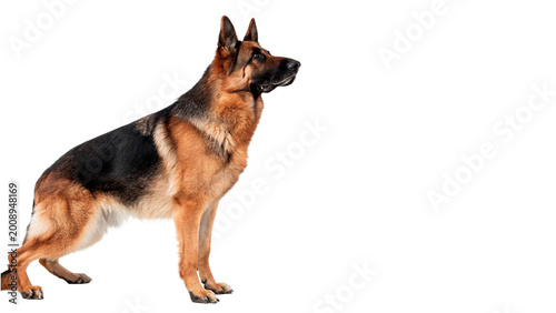 Quadro su tela Adult German Shepherd dog standing alertly with a focused look and classic black