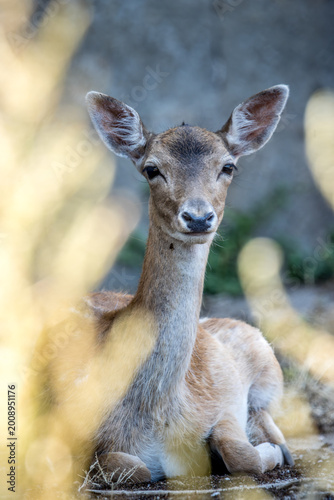 Biche