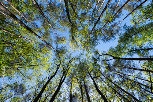 Tall Trees Viewed from Below with Perspective Convergence Against Blue Sky