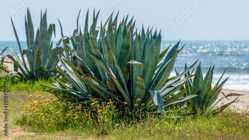 Cuadro en lienzo Agaves au bord de mer au printemps