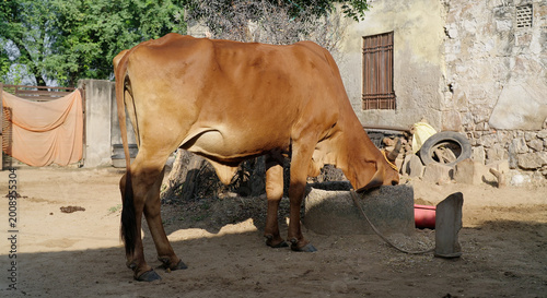 Canvastavla Indian brown cow standing eat concrete trough indoor rural area