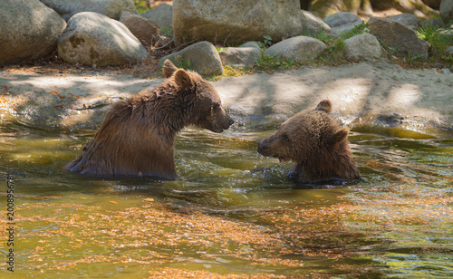 Принти на полотні Two brown bears engaging in playful bathing in natural forest pond, fascinating social behavior, environmental beauty of wild predators in their pristine habitat during warm summer day