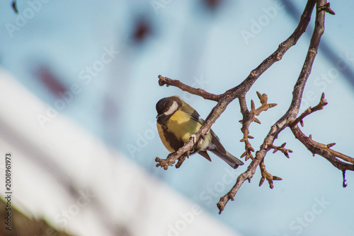 European Great Tit Perched on a Bare Winter Branch