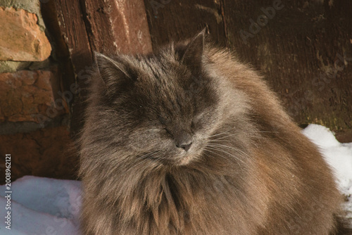 Serene Long-Haired Grey Cat Enjoying a Sunny Nap
