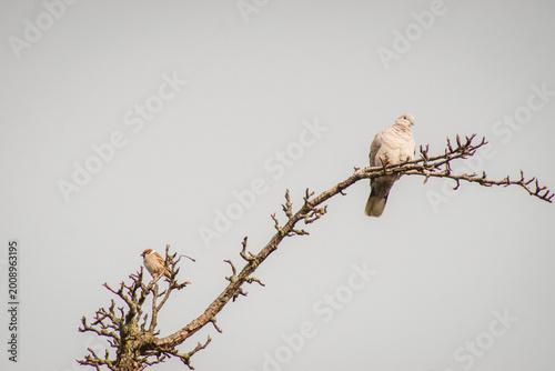 White Dove of Peace Perched on a Branch Against a Clean Sky