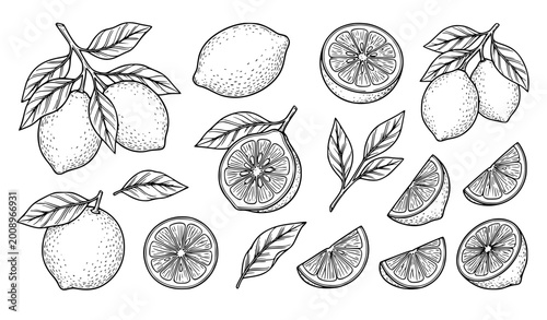 Lemon line art set whole sliced halved citrus vector collection