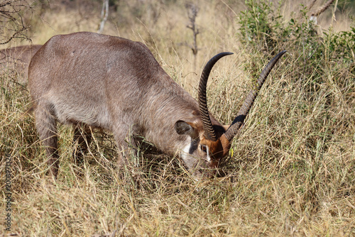 Cuadro en lienzo Wasserbock / Waterbuck / Kobus ellipsiprymnus