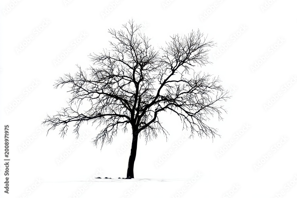 Fototapeta premium Minimalist illustration of a solitary tree with no leaves on a white field