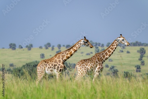 Rothschild's giraffes (Giraffa camelopardalis rothschildi) in green grass, Murchison Falls National Park, Uganda
