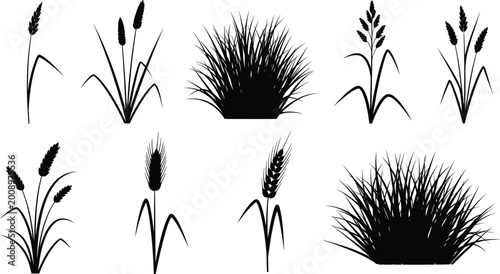 Fotografie Silhouette collection of grass and grain plants with diverse botanical forms for