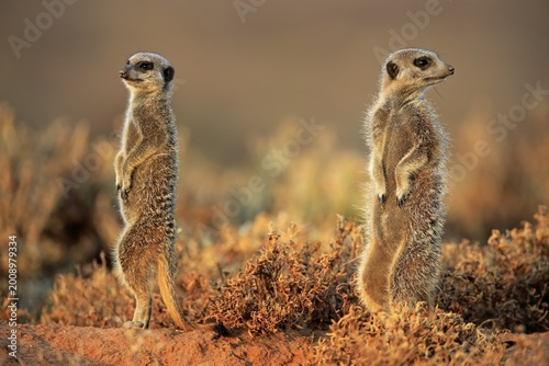 Meerkat (Suricata suricatta), adult, two animals, standing upright, alert, Oudtshoorn, Western Cape, South Africa