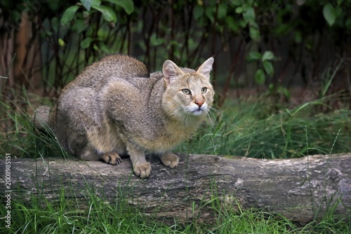 Jungle Cat (Felis chaus), adult, native to Asia, captive, England, United Kingdom