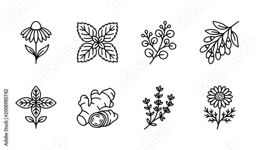 Tableau sur toile Thin line medicinal plant icons vector set with herbal elements and editable str
