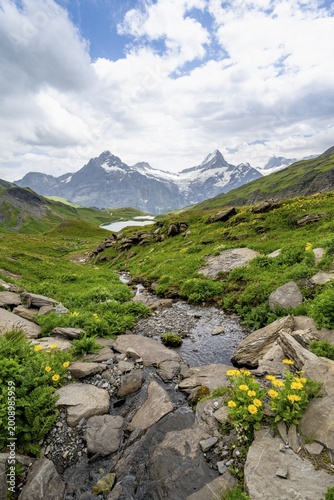 Mountain stream with flowers, mountain landscape with Bachalpsee mountain lake, Mittelhorn and Schreckhorn peaks with upper Grindelwald glacier, Bernese Alps, Bernese Oberland, Switzerland