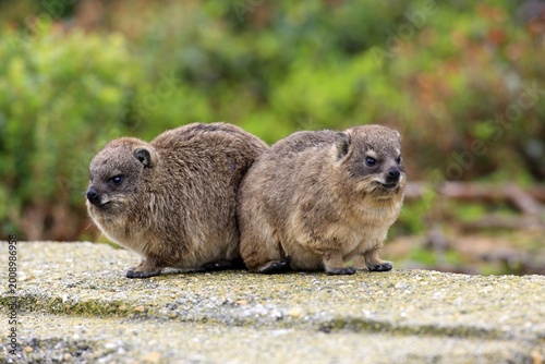 Rock Hyraxes (Procavia capensis), two young, Betty's Bay, Western Cape, South Africa